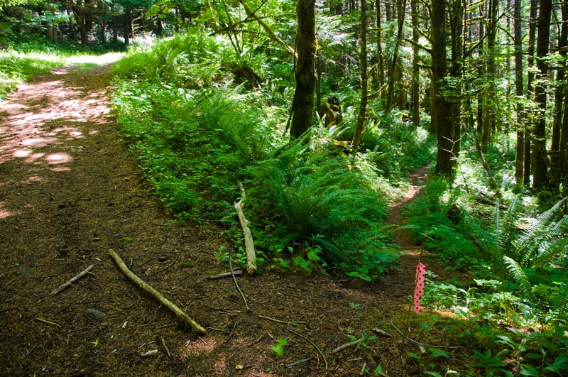After the saddle, you go uphill a little and pop out onto this powerline road. Turn right and go uphill.