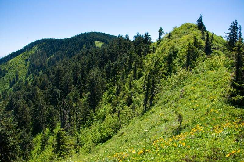 Looking back up the ridge to Augspurger's summit. The little grassy point in front is the high point on the ridge, which in lieu of an actual name I'm calling Consolation Point.