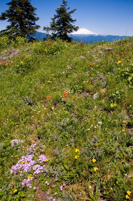 Little wildflowers and Mt. Adams.