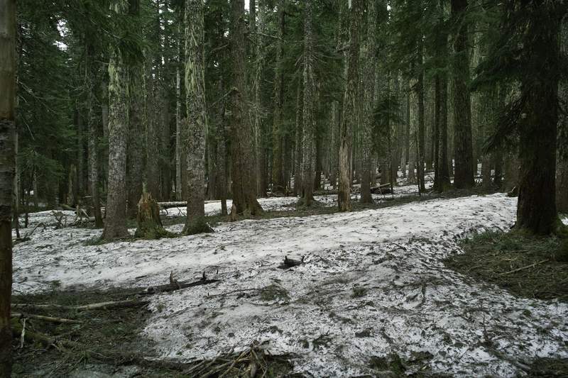 Snowy-swampy.