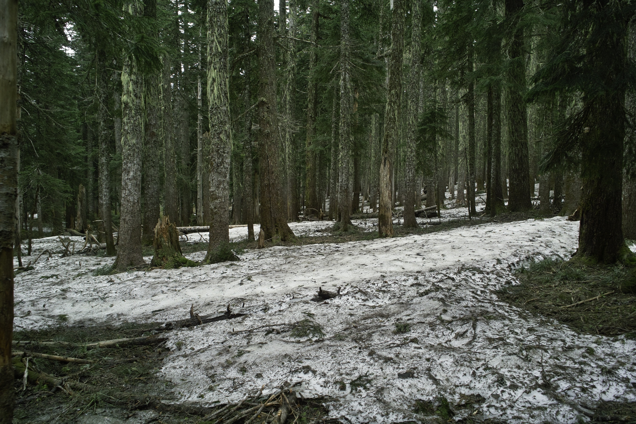 Snowy-swampy.