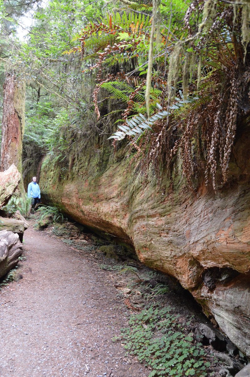 Photo from Jedadiah Smith Redwoods,  Simpson Reed Grove