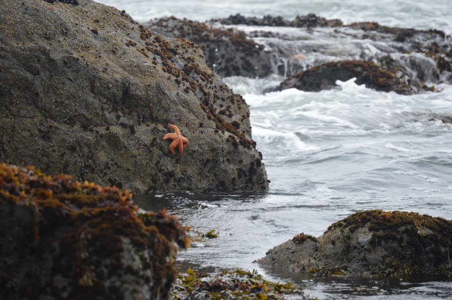 Photo from False Klamath Cove from Lagoon Trail