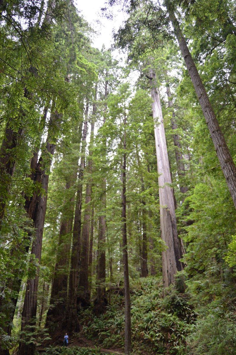 Photo from Trillium Falls, Redwoods National Park