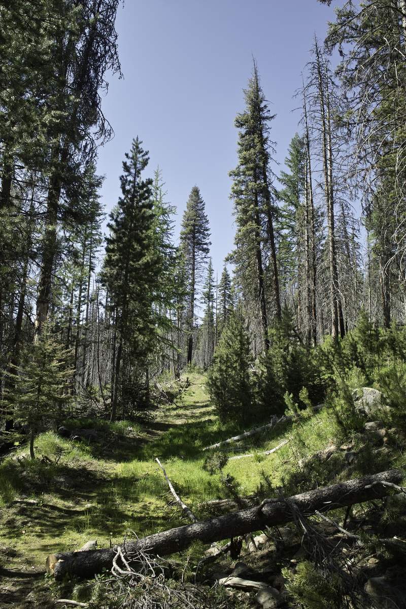 Lake Creek Trail