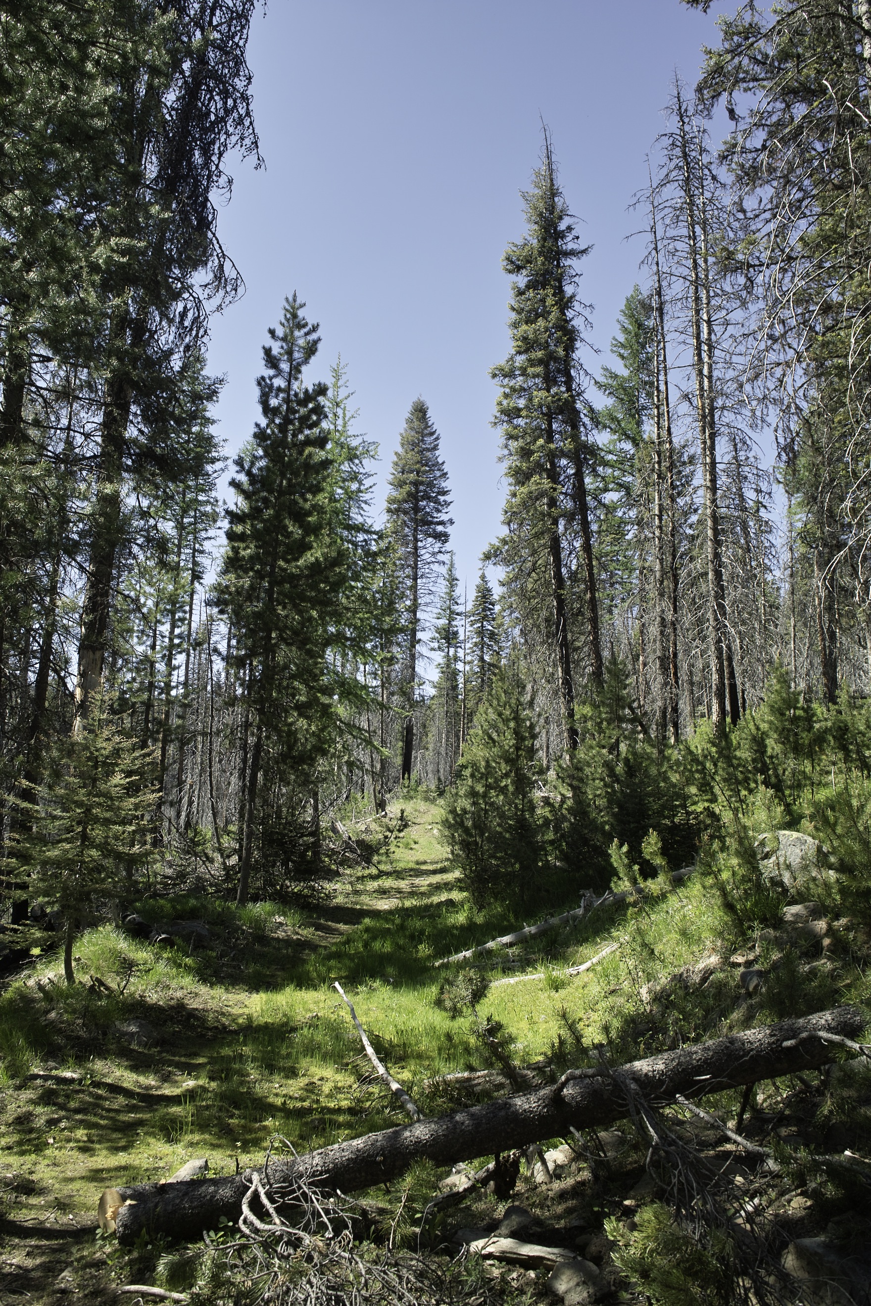 Lake Creek Trail