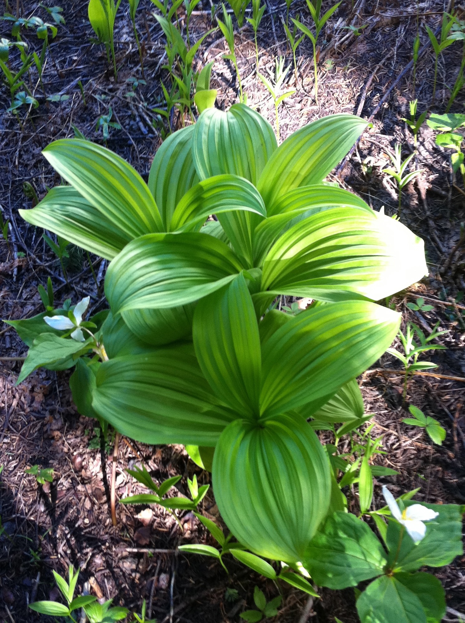 I love the shape of these plants.