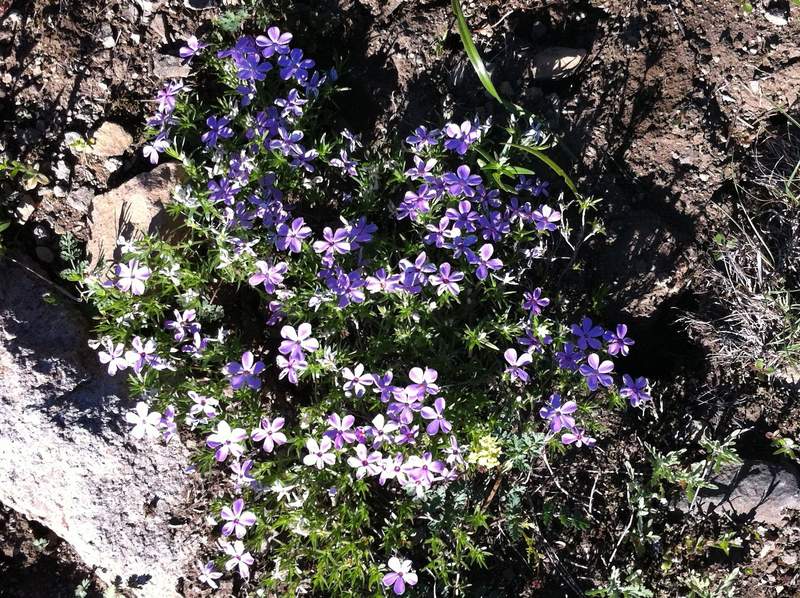 Phlox