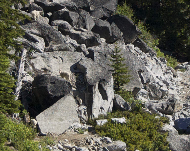 Stubborn extended family of goats