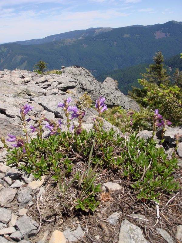Flowers up top.
