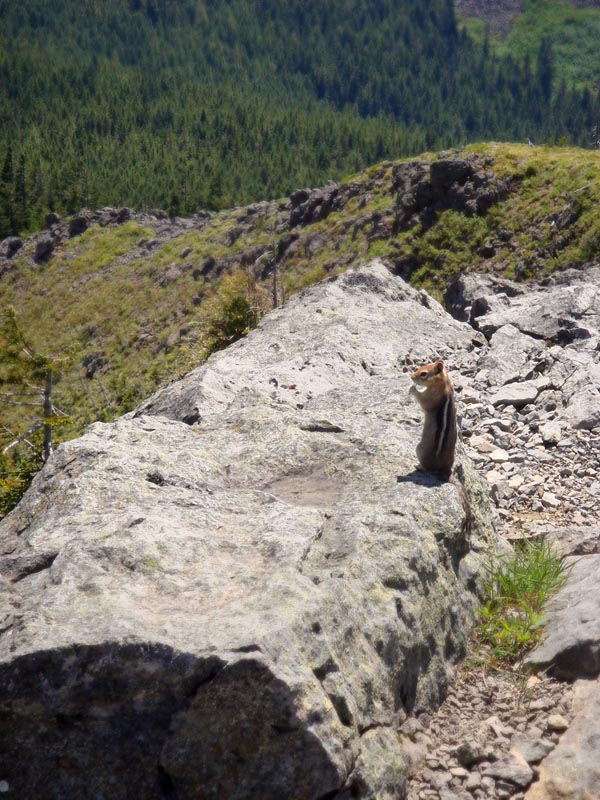 Wildlife.