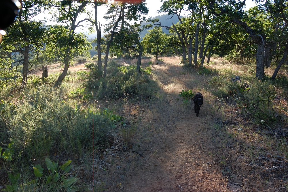 The trail started pretty open - mix of oak trees and grassland