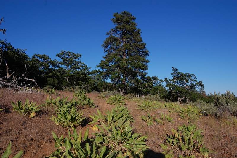 There were lots of balsamroot flowers, maybe a month ago