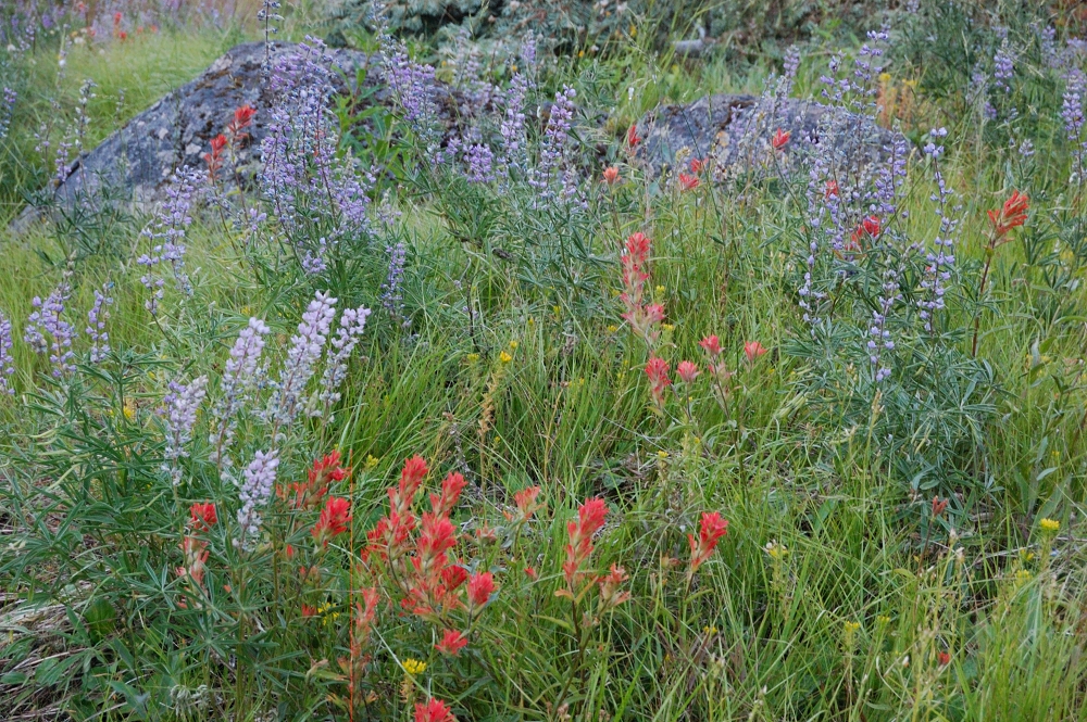 On the north side of Ball Point the flowers are still good