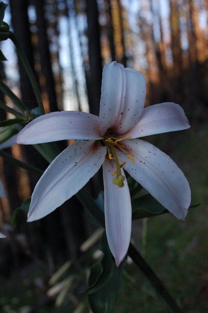 Cascade lily