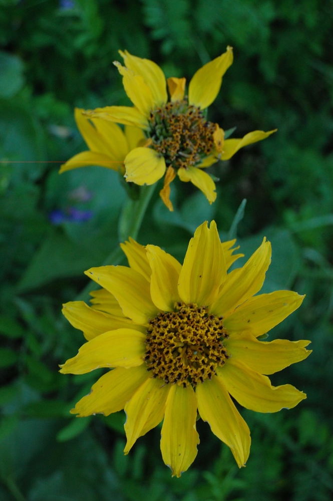 The last of Balsamroot