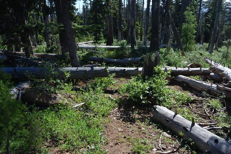 Hike back over blowdown