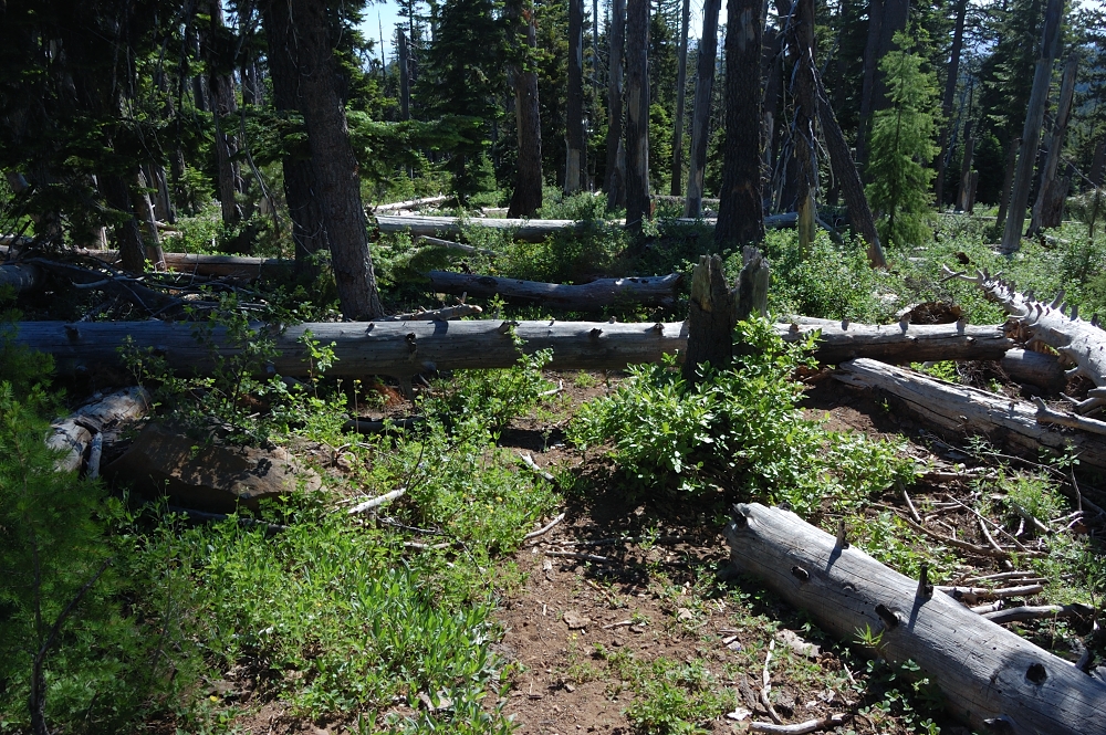 Hike back over blowdown