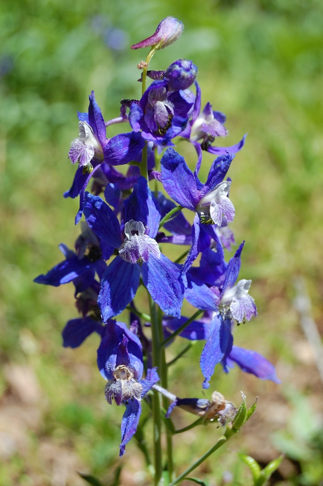 Larkspur