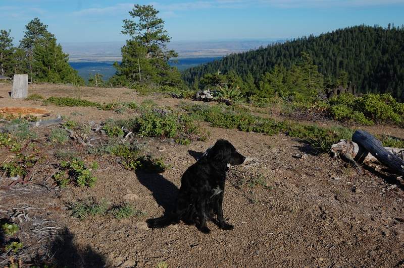 Pepper at Helispot (btw there is another good campsite with a view, but no shade)
