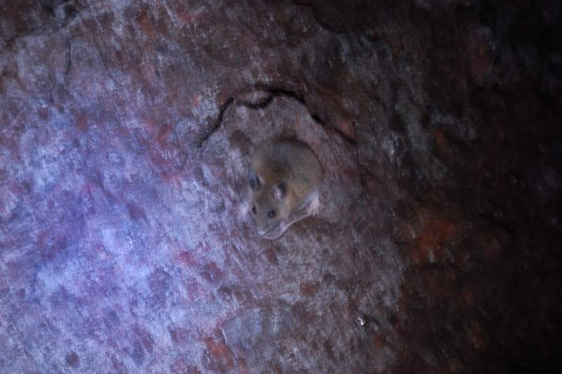 Some wildlife in the end of the tunnel