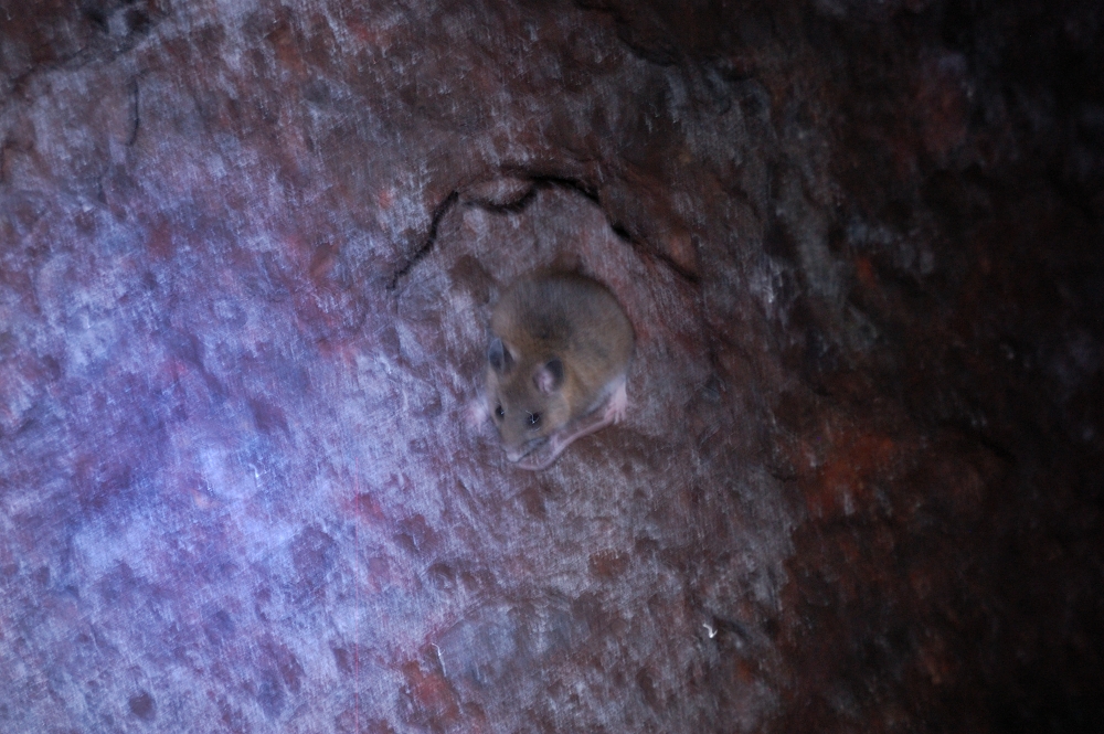 Some wildlife in the end of the tunnel
