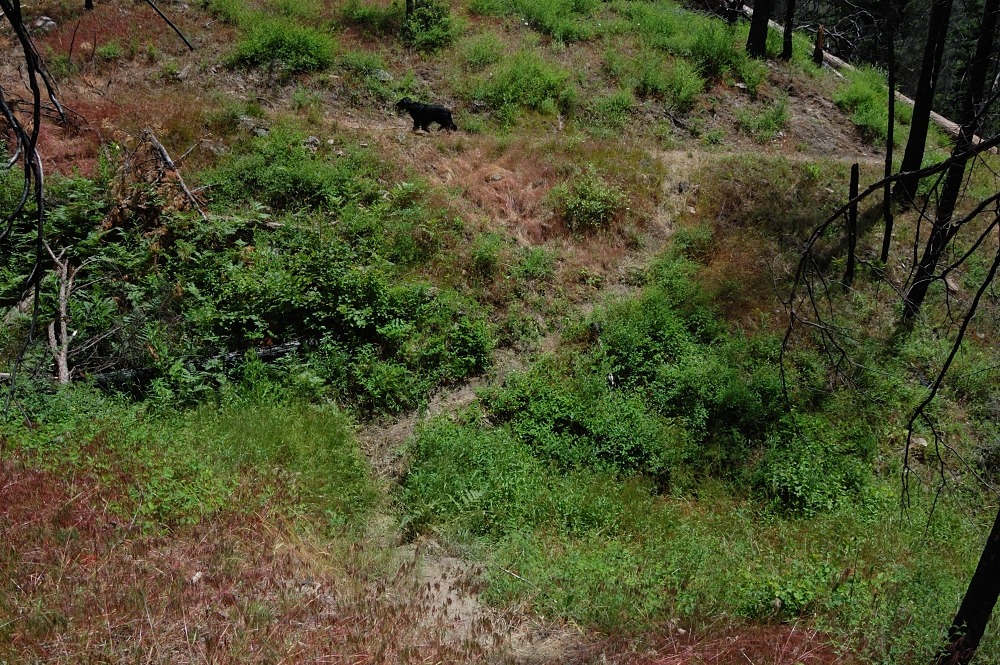 Was surprise to reconnect with my trail, never saw when I left it