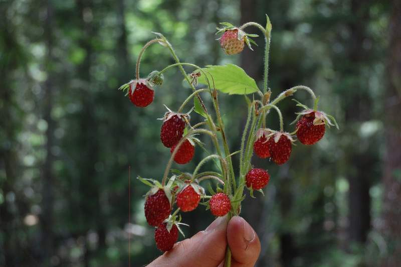 Strawberries!