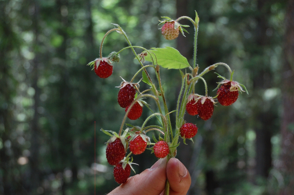 Strawberries!