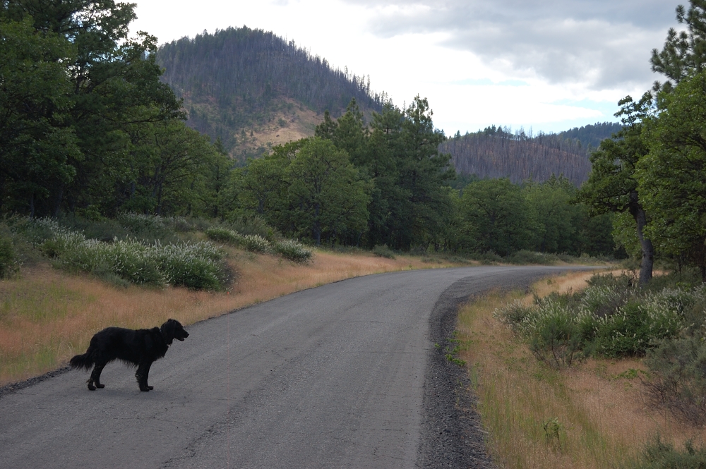 The last bit of road walk