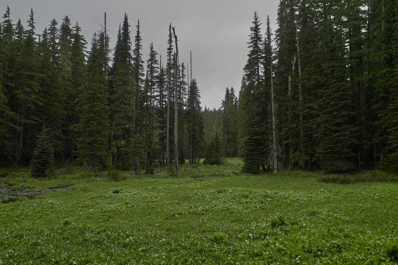 Cache Meadow. Very much like the Indian Heaven meadows.