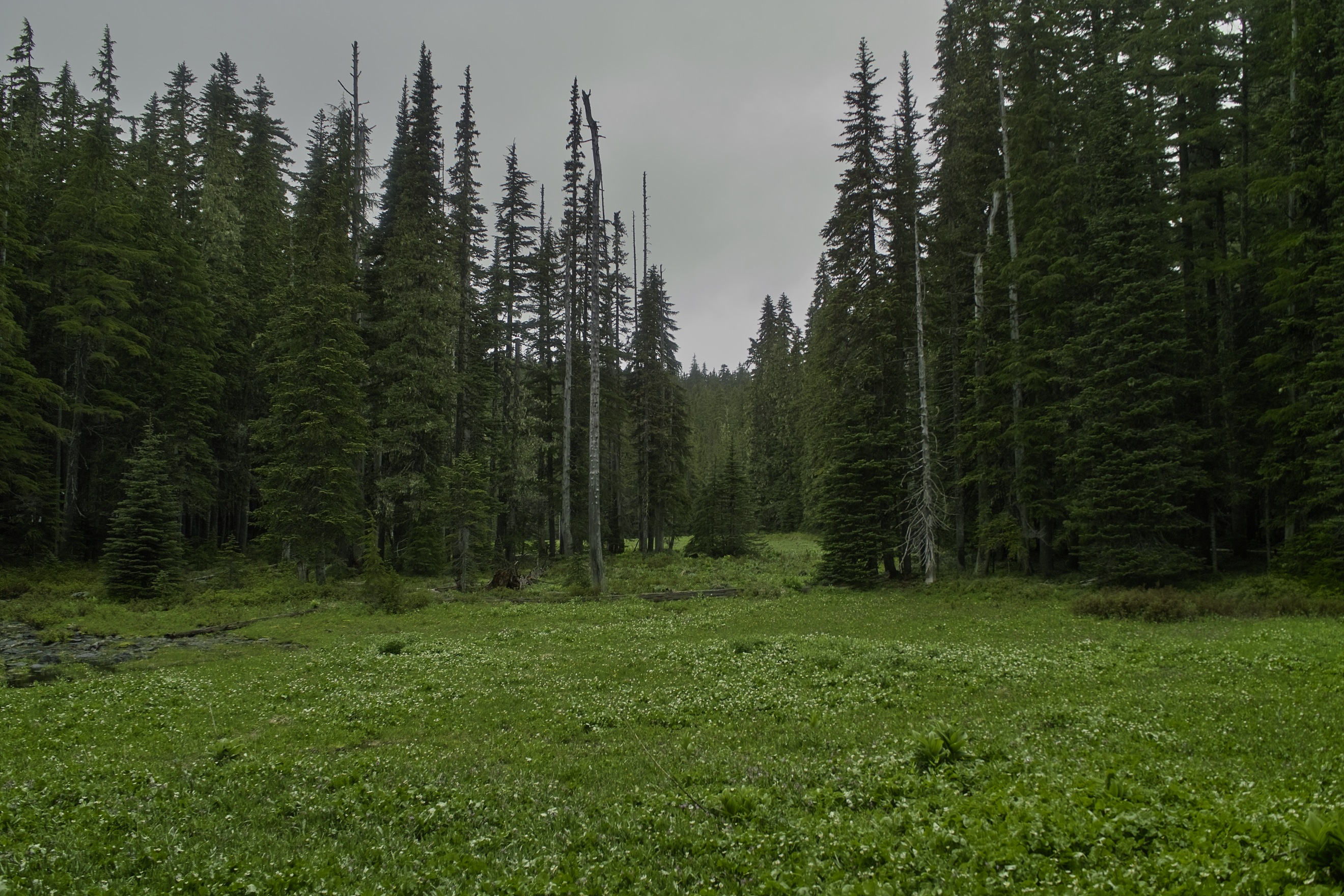 Cache Meadow. Very much like the Indian Heaven meadows.