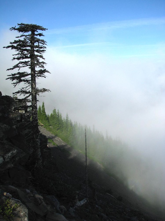 Wall of fog from the Defiance trail.