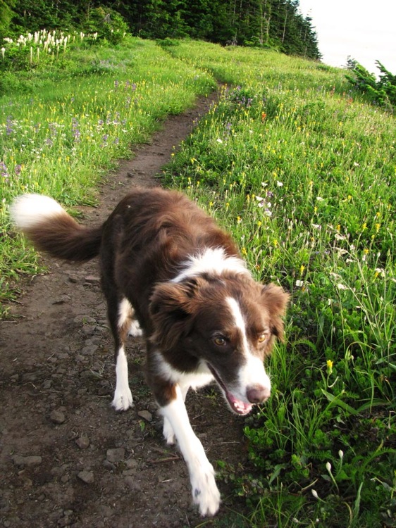 Bella, hiking superdog.