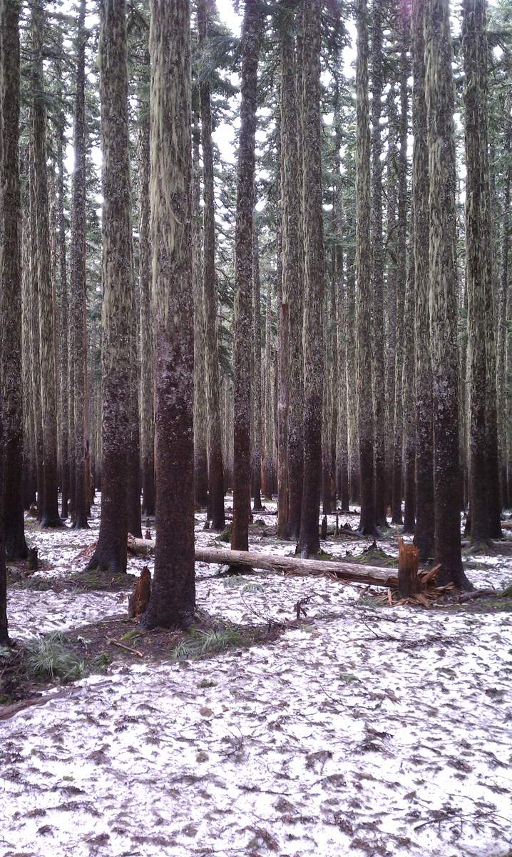 Snow on the trail to Tomlike Mountain