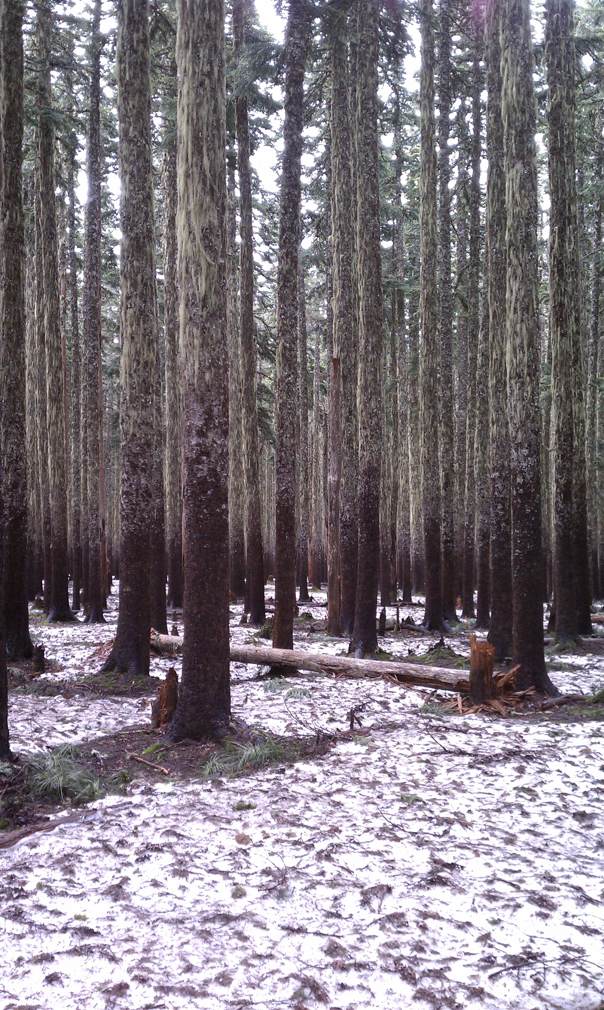 Snow on the trail to Tomlike Mountain