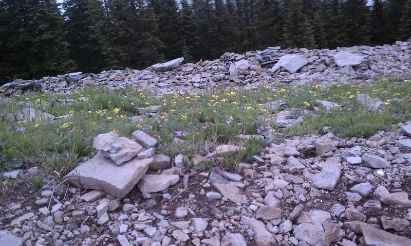 Wildflowers on Chinidere summit