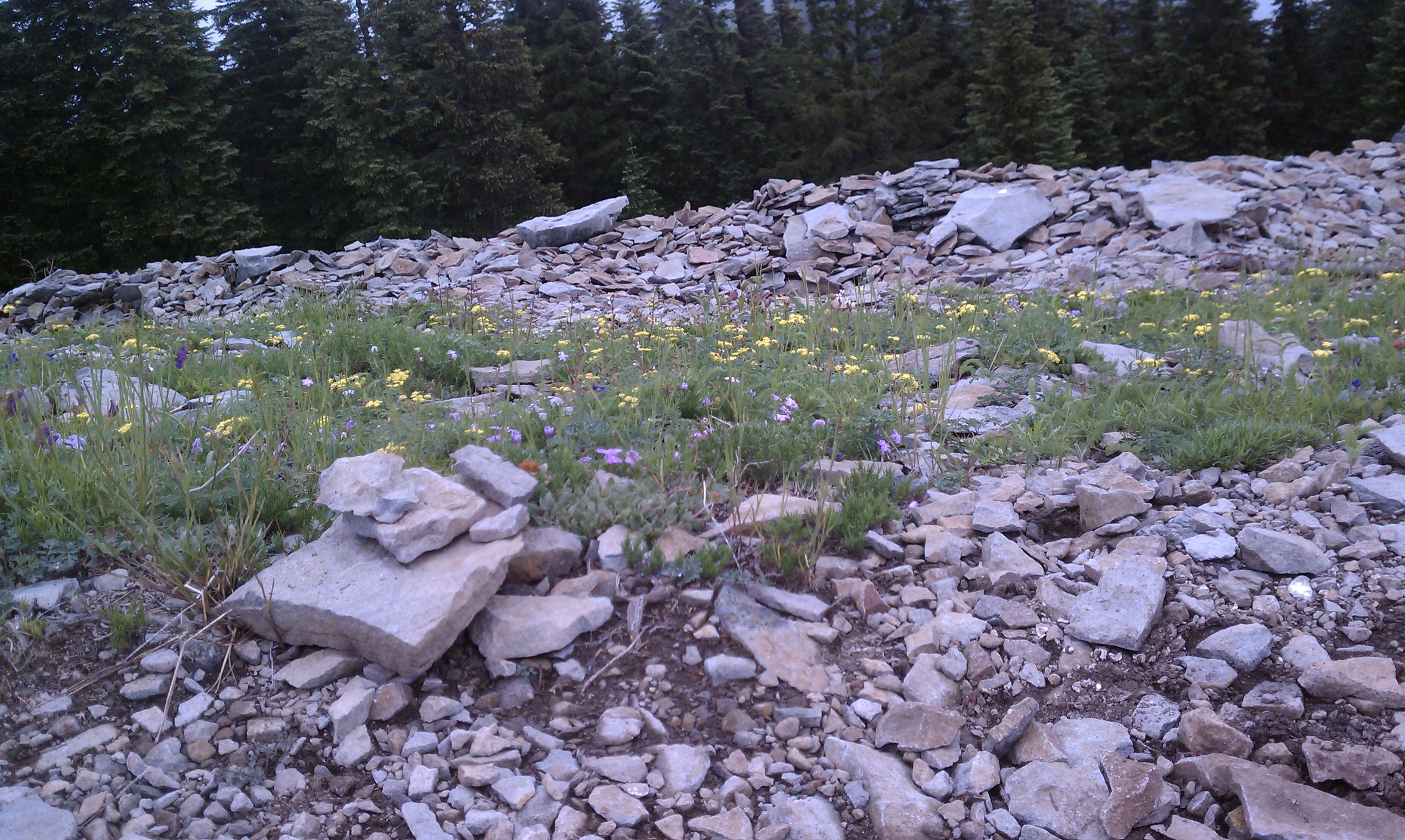 Wildflowers on Chinidere summit