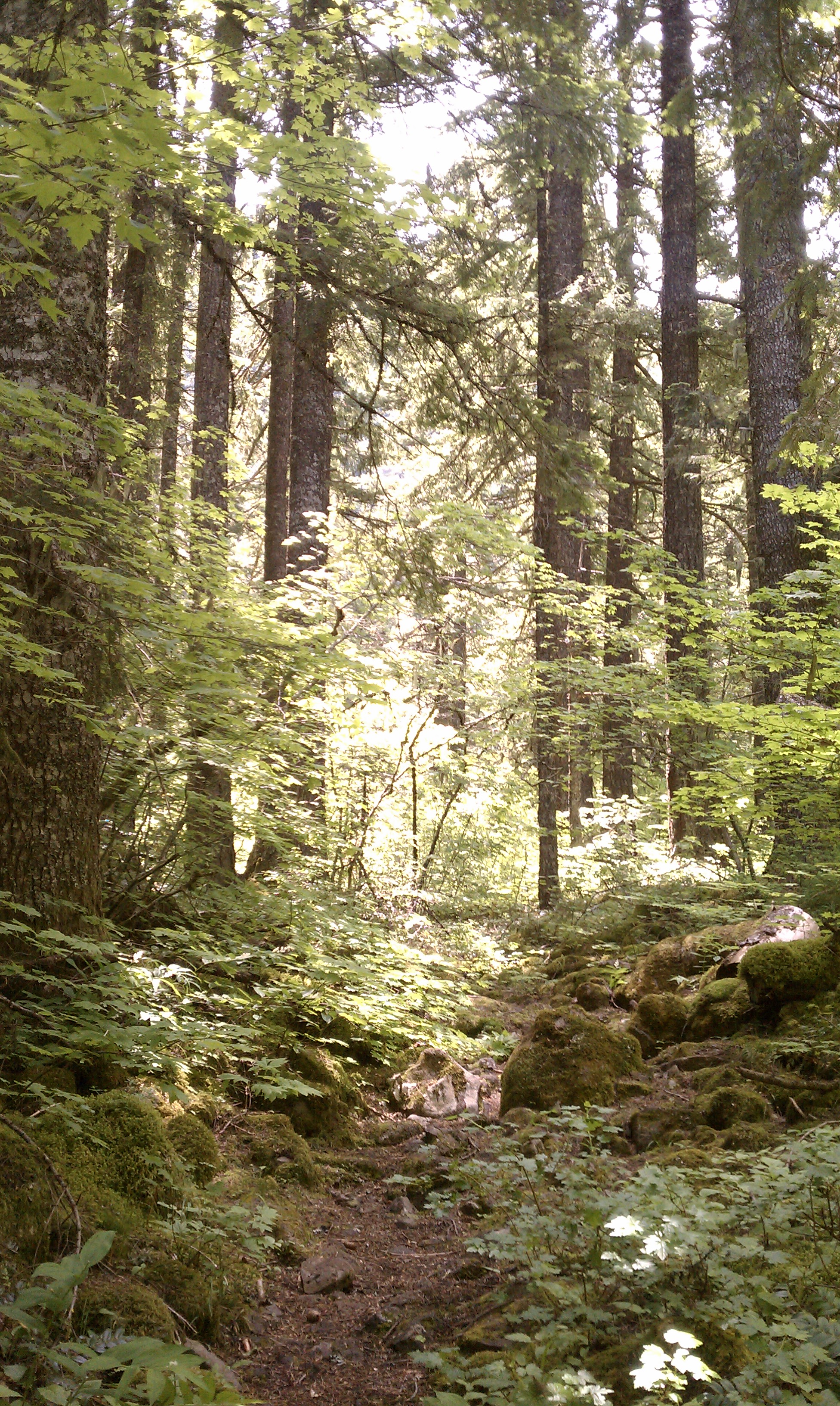 Tree cover on the Starvation Creek Trail