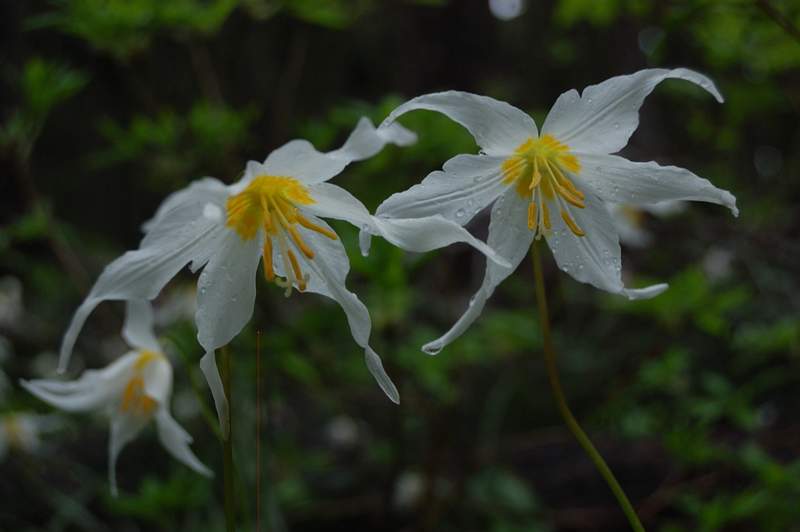 Lots of glacier (or avalanche?) lilies in the forest