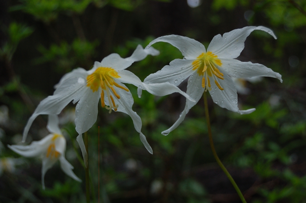 Lots of glacier (or avalanche?) lilies in the forest