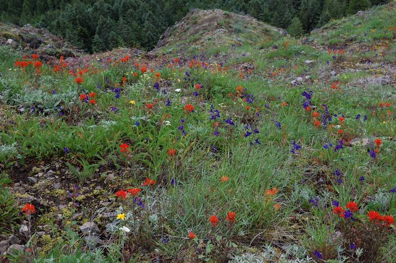 Flowers at Bald Mtn viewpoint