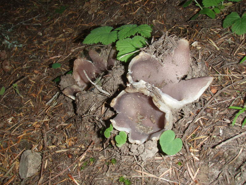 earthstar or exploded puffball