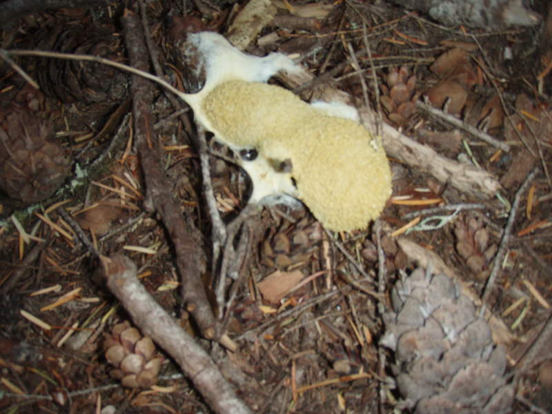 dog vomit fungus