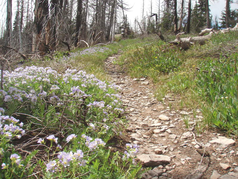 burn area between Gunsight Butte and Gum saddle