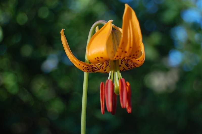 Flowers along the way