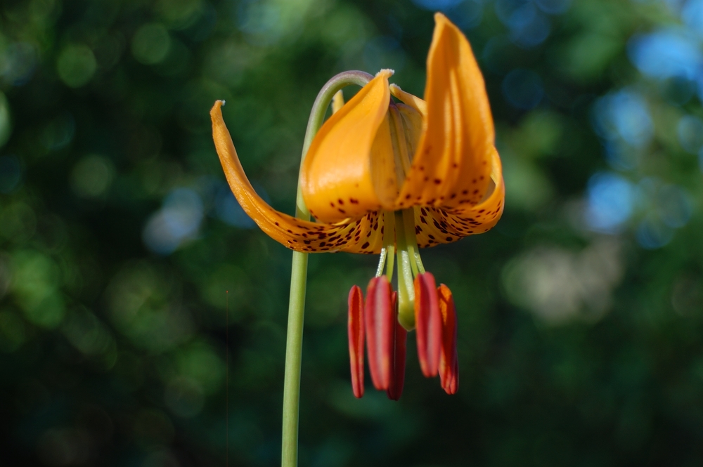 Flowers along the way