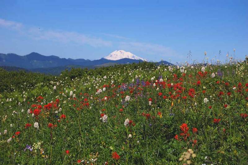 More flowers along the way...