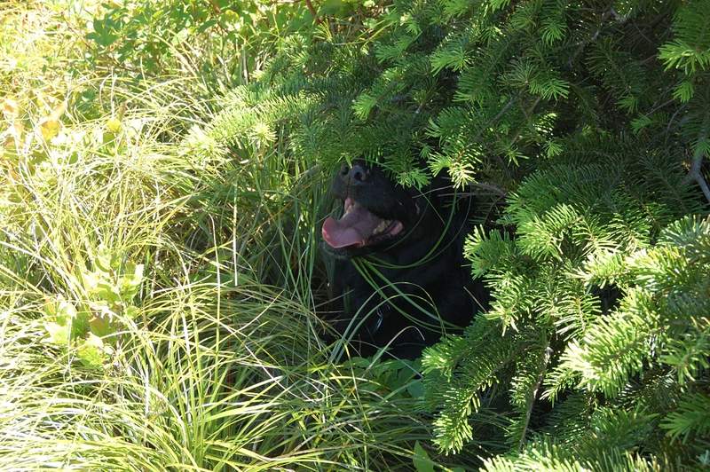 Pepper cooling down