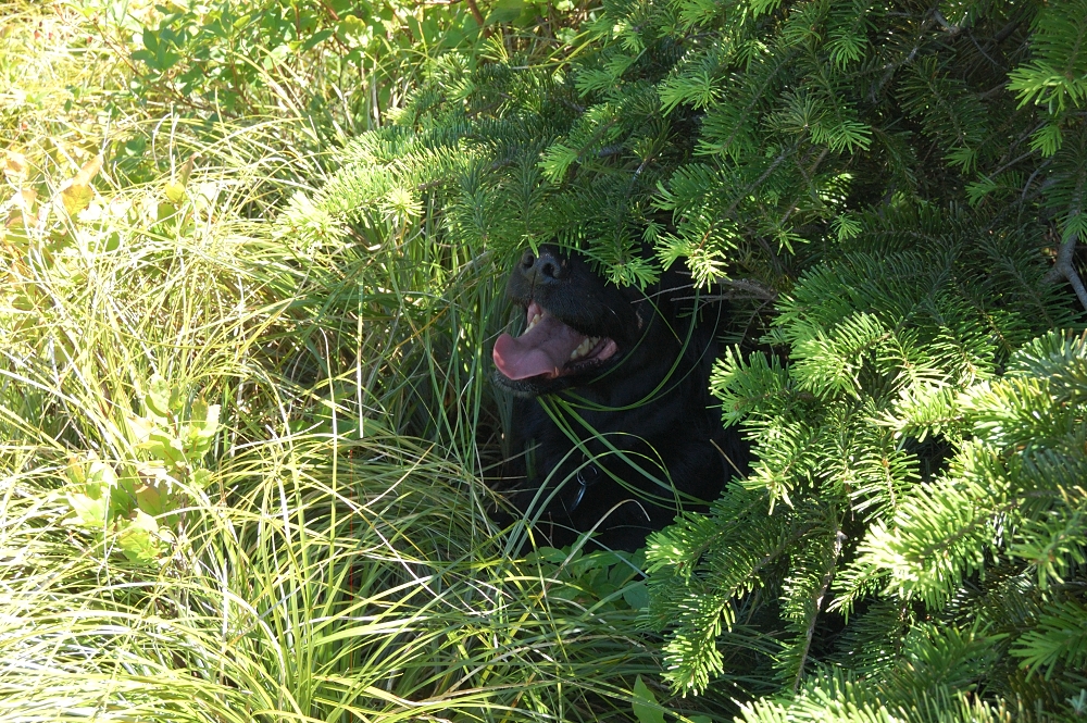 Pepper cooling down
